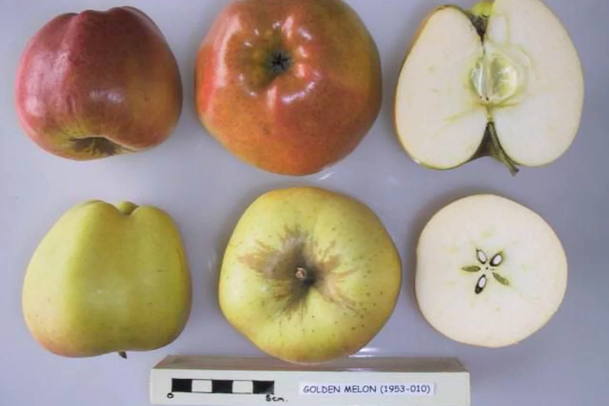 Category photograph illustrating Shizuoka Crown Melon; not the exact retail product